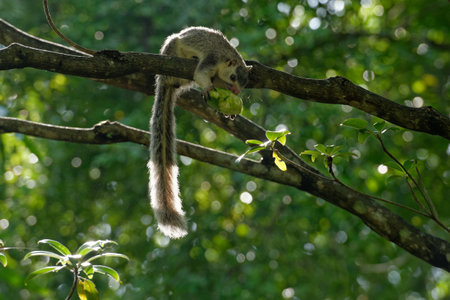 A white lemur clings to a green branch in the wild jungleの写真素材