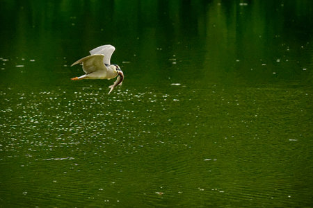 Bird flying over the pond with wings spread, surrounded by water and wildlife in a peaceful environmentの写真素材