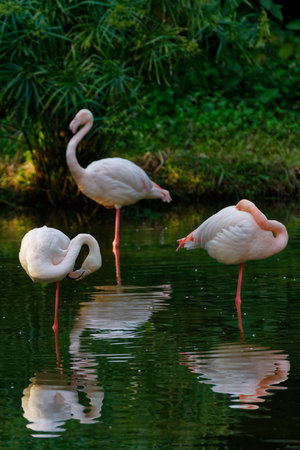 Pink flamingo standing in the water with beautiful feathers and long neck surrounded by nature and wildlifeの写真素材