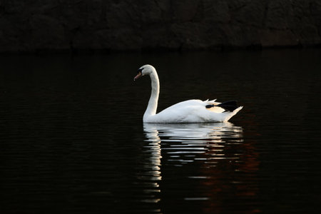Graceful swans swimming on the peaceful lake with a beautiful reflectionの写真素材