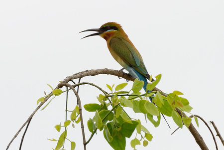 A colourful lilac-breasted roller, blue tit, and bee-eater, wild birds with vibrant feathers, perch on a green tree branchの写真素材