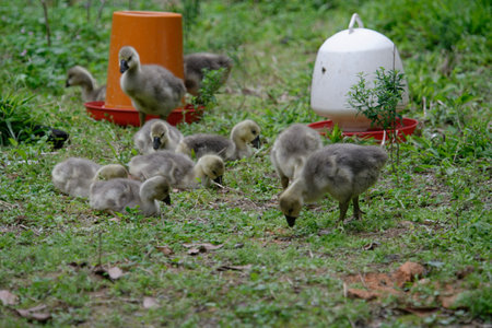 A Canada goose with its ducklings on the grass in a spring farmの写真素材