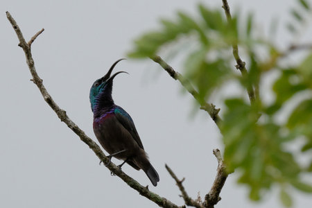 A lilac breasted roller and a kingfisher perched on a tree branch with colourful feathers in a beautiful wildlifeの写真素材