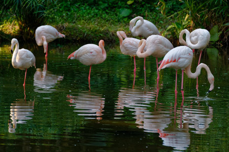 Pink flamingo standing in the water with beautiful feathersの写真素材