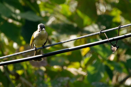 A colourful yellow songbird, perched on a branch in the wild natureの写真素材