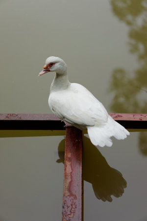 A white duck sits on a rusted metal structure near a body of water.の写真素材