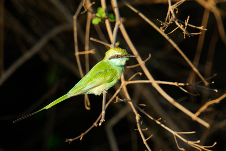A colourful blue tit and bee-eater perch sitting on a tree branceの写真素材