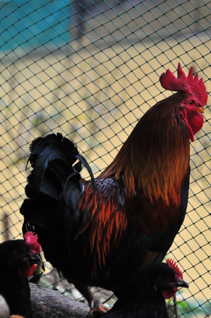 A red-combed rooster, a domestic fowl, stands isolated in the rural farmの写真素材