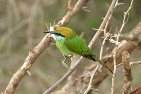 A colourful bee-eater bird perched on a branch with vibrant feathers and a striking beakの写真素材