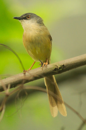Perched on a branch in winter with colourful feathers and a vibrant plumageの写真素材