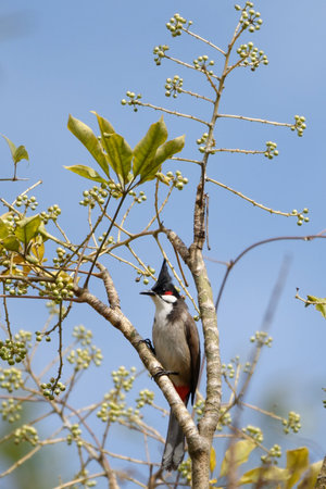 Bird on a tree branch in the forest surrounded by green leavesの写真素材