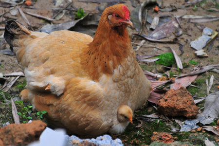 chickens and hens on a farm with green grass and natural surroundingsの写真素材