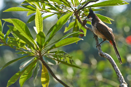 A great spotted woodpecker and a black-capped Red-whiskered Bulbulの写真素材