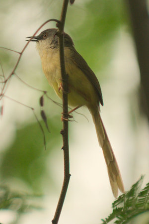 A bird perches on a green forest branchの写真素材