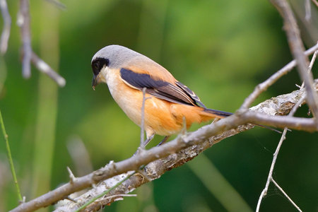 Colourful avian wildlife shows a great spotted woodpecker, great tit, and red-backed shrike perched on a branchの写真素材