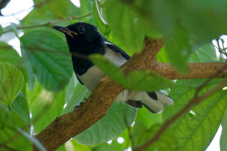 A blackbird perched on a branch surrounded by nature and wildlife, with a green tree, feathers, and a hint of forestの写真素材