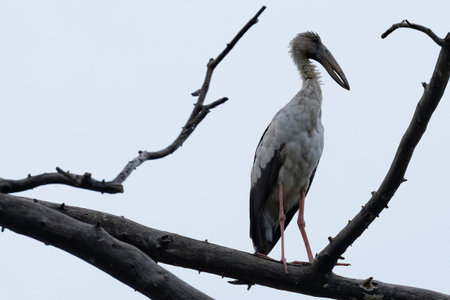 A grey and white heron, with a black crown, perches on a wild tree branch, its beak poised, in natural wildlifeの写真素材