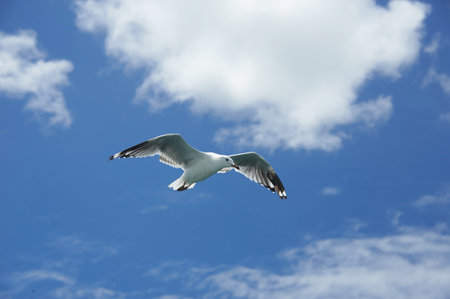 A white seagull with outstretched wings soars freely in the blue skyの写真素材