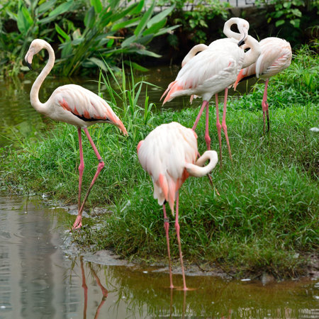 Pink flamingos standing in a serene lake surrounded by water, showcasing their beautiful feathers and long necks in a peaceful wildlifeの写真素材
