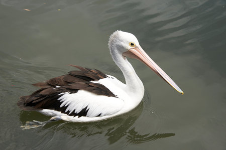 White pelicans with brown feathers gather on the wild beachの写真素材