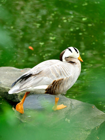A duck, a wild waterfowl, stands on a rock by the pondの写真素材
