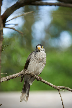 A brown raptor perches on a wild branchの写真素材