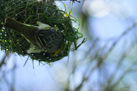 Bird nest on a branch in a natural landscape with plants, trees, and a blue skyの写真素材