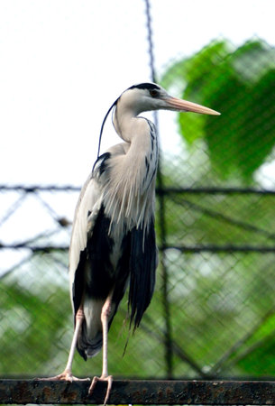 Large blue, white, and black herons stand in Florida's wild water, their long beaks poised like storks among the faunaの写真素材