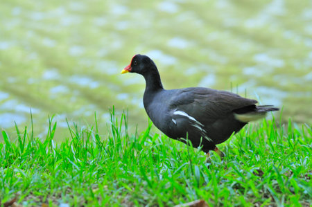 A black swan swims gracefully on the tranquil lakeの写真素材