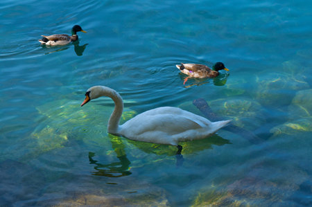Graceful white birds, like swans, swim in the blue lake, their feathers reflecting nature's beautyの写真素材
