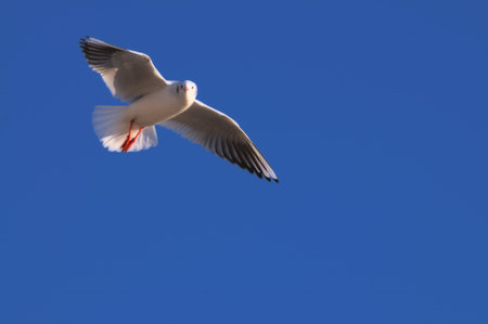 White winged gull soars freely in the blue skyの写真素材