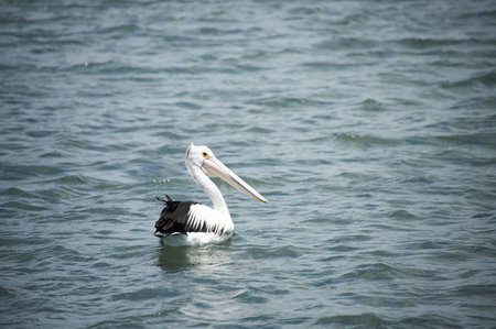 White pelicans with brown feathers gather on the wild beach coast near the seaの写真素材