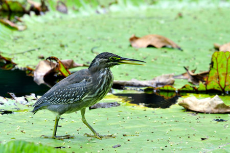 A wild great water fowl with a long beak stands in green marsh water