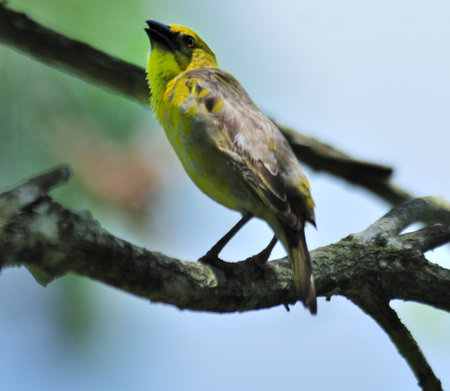 Red-backed Shrike perched on a branch in nature with vibrant feathers and a colorful environmentの写真素材