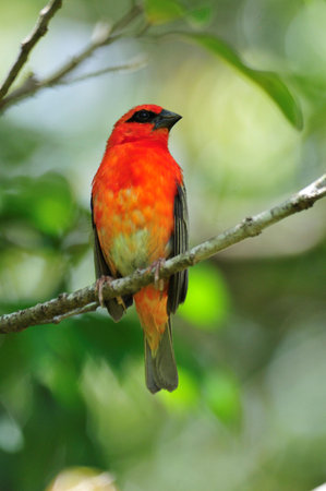 A vibrant red bird with a colourful beak perches on a green branchの写真素材