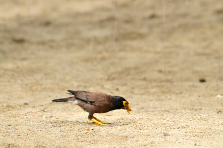 Myna perches on a wild branch spring faunaの写真素材