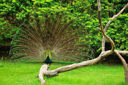 A vibrant blue peacock displays its ornate feathers amidst the park's green treesの写真素材