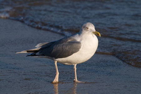 A white-feathered gull stands on the blue beach,の写真素材