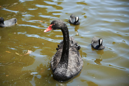 A black swan swims gracefully on the tranquil lake, its dark feathers contrasting with the water's surfaceの写真素材