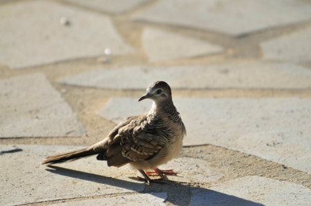 Wild brown feathers adorn avian pigeons on street and wallの写真素材