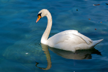 white swans swim, their reflections a blue elegance on the still lakeの写真素材