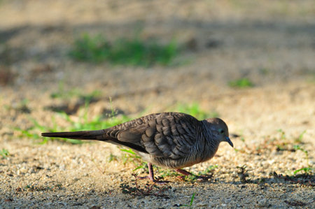 Brown-feathered wild pheasant in the grassの写真素材