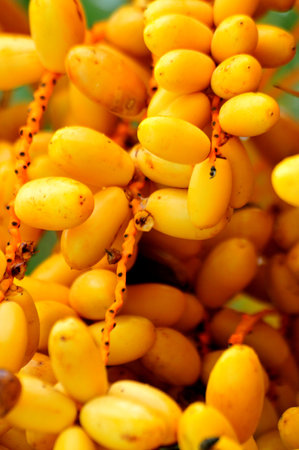 Fresh closeup yellow date fruit hanging from palm in a vibrant gardenの写真素材