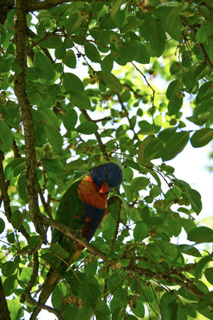A vibrant rainbow lorikeet, a colourful avian parrot, perches on a green branch amidst the tropical treeの写真素材