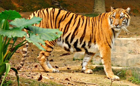Bengal tiger with its distinctive stripes and powerful buildの写真素材