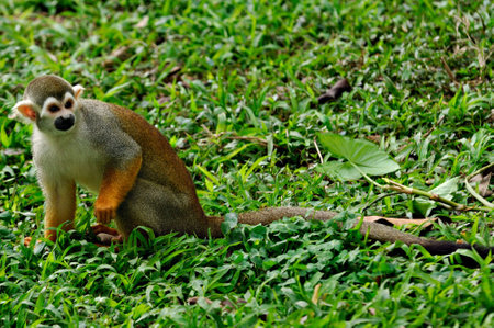 A small, cute squirrel, a wild mammal with soft fur, the green jungle foliageの写真素材
