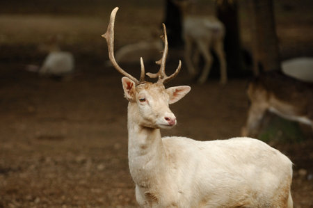 Red deer in the forest with antlers grazing in the wildの写真素材