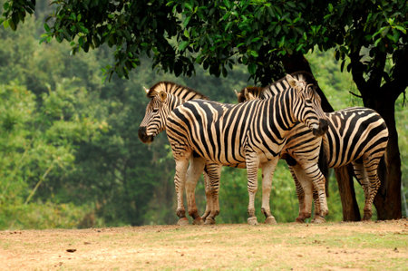 Zebras grazing on grassの写真素材