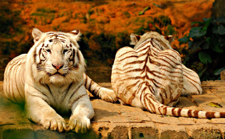 Majestic tiger with striking stripes and beautiful fur, showcasing its power and grace in natureの写真素材