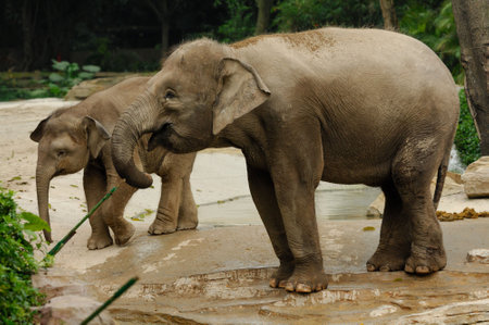 Mother and baby elephantsの写真素材